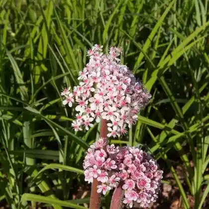 Foto von Schildblatt (Darmera peltata)