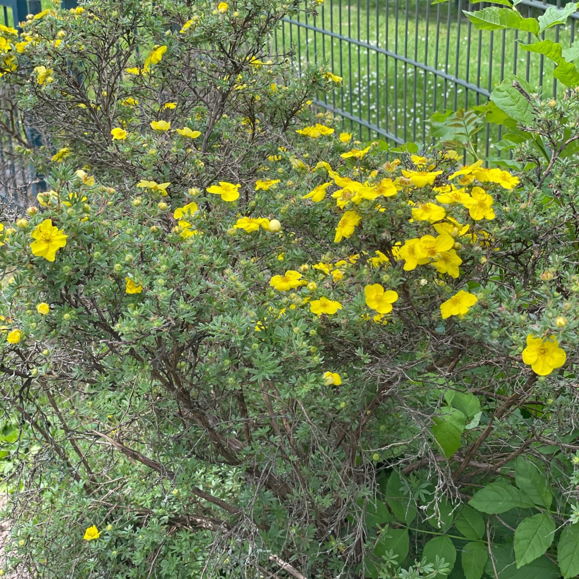 Echtes Strauchfingerkraut (Dasiphora fruticosa)