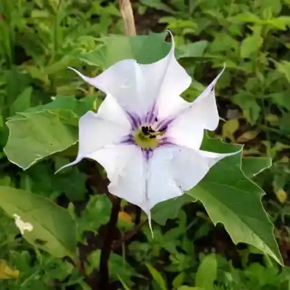 Foto von Gemeiner Stechapfel (Datura stramonium)