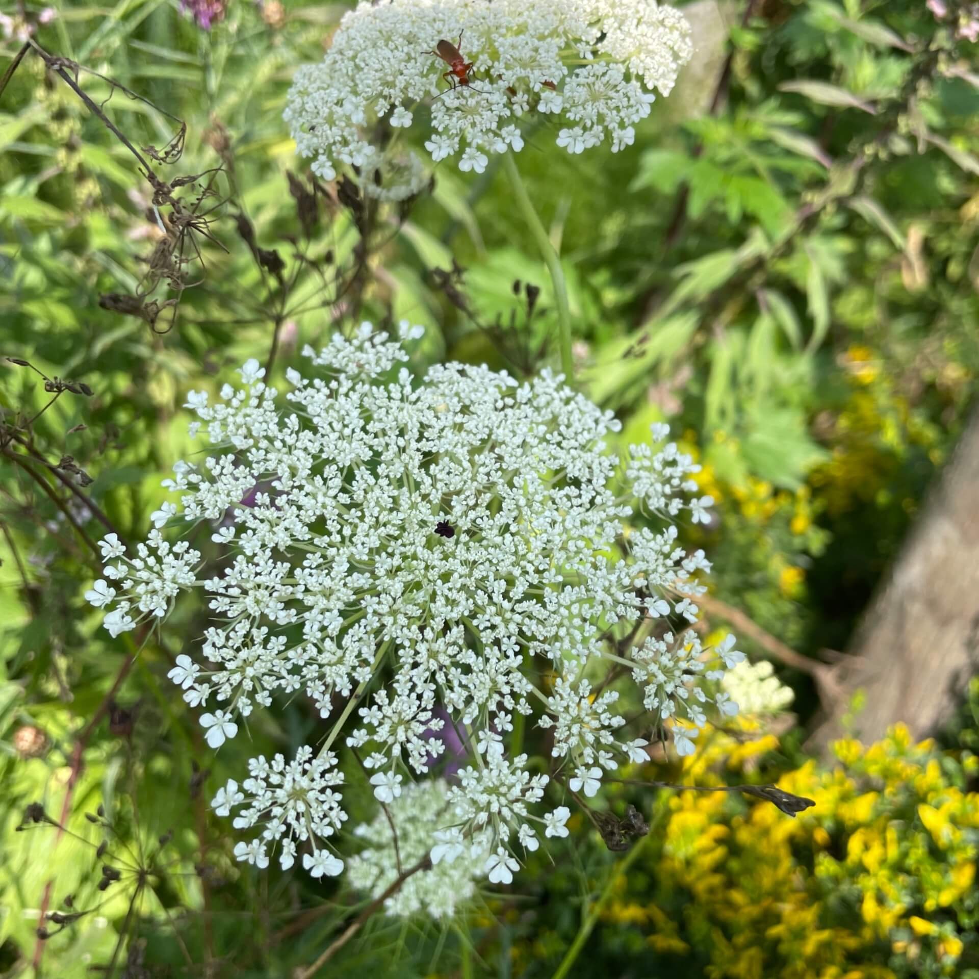 Wilde Möhre (Daucus carota)