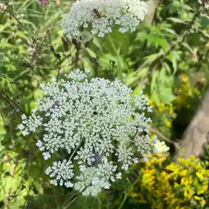 Foto von Wilde Möhre (Daucus carota)