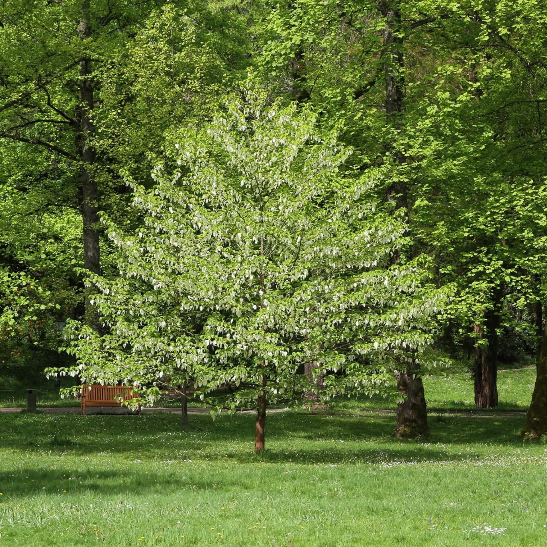 Taschentuchbaum (Davidia involucrata)