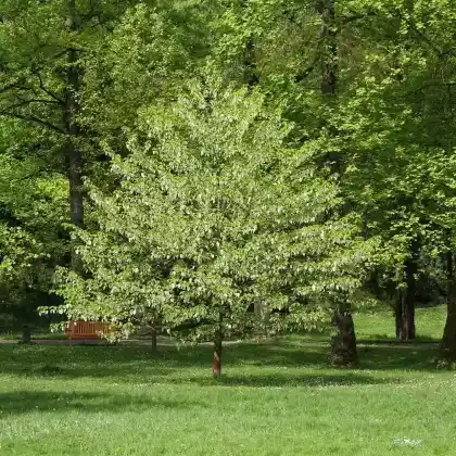 Foto von Taschentuchbaum (Davidia involucrata)
