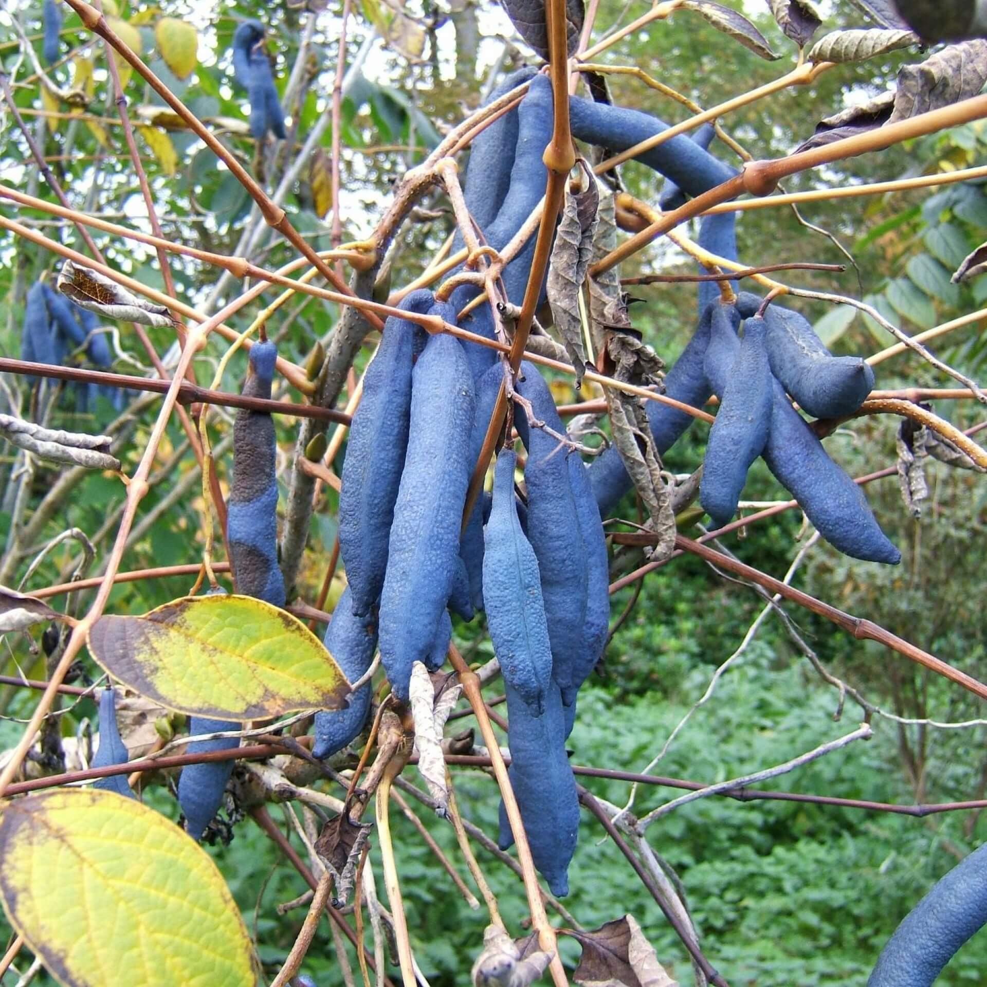 Chinesische Blaugurke (Decaisnea fargesii)