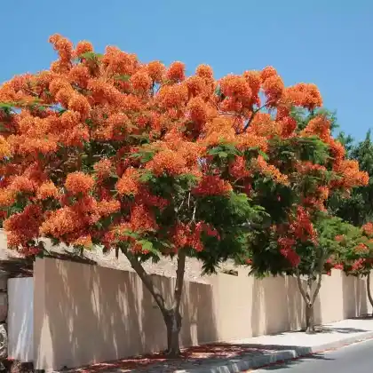 Foto von Flammenbaum (Delonix regia)