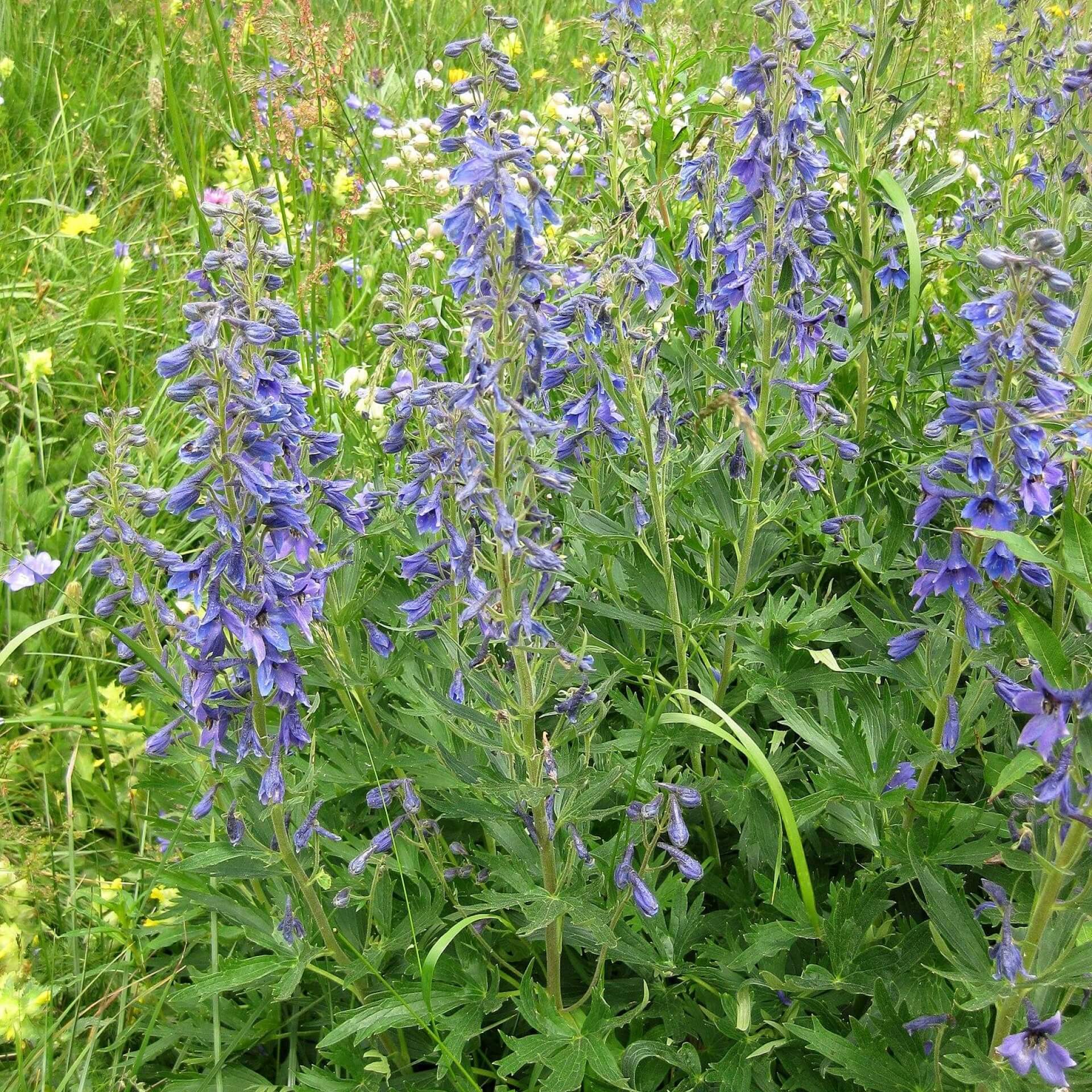 Hoher Rittersporn (Delphinium elatum)