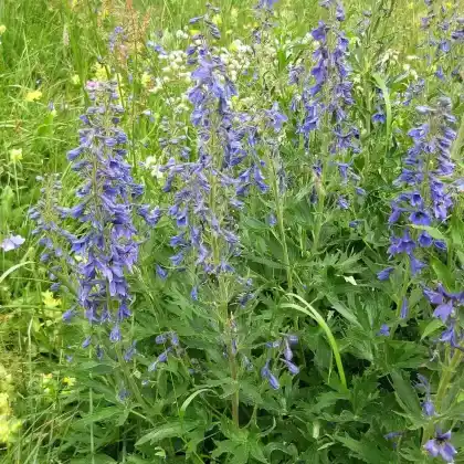 Foto von Hoher Rittersporn (Delphinium elatum)