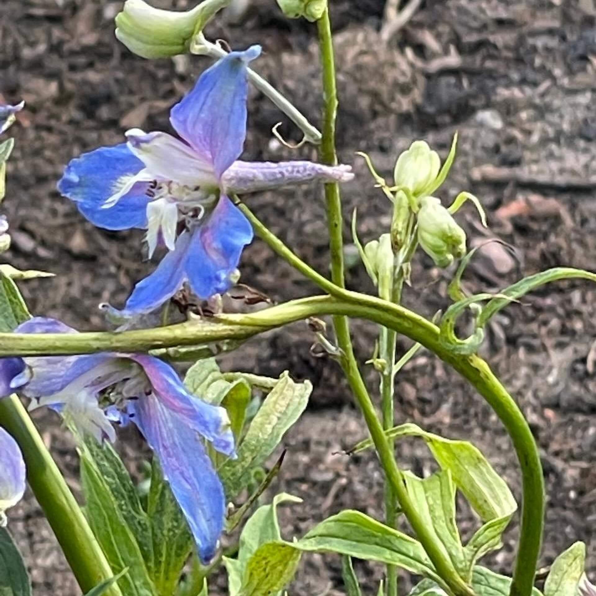 Hoher Rittersporn 'Azurzwerg' (Delphinium x elatum 'Azurzwerg')