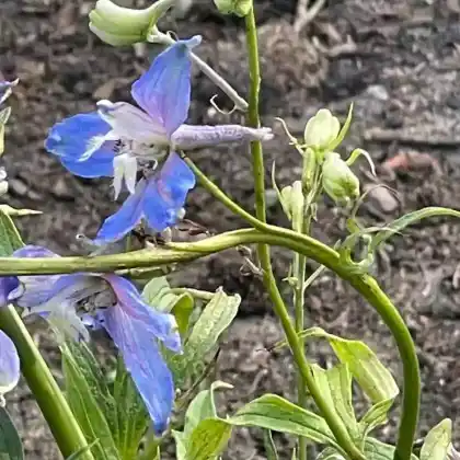Foto von Hoher Rittersporn 'Azurzwerg' (Delphinium x elatum 'Azurzwerg')