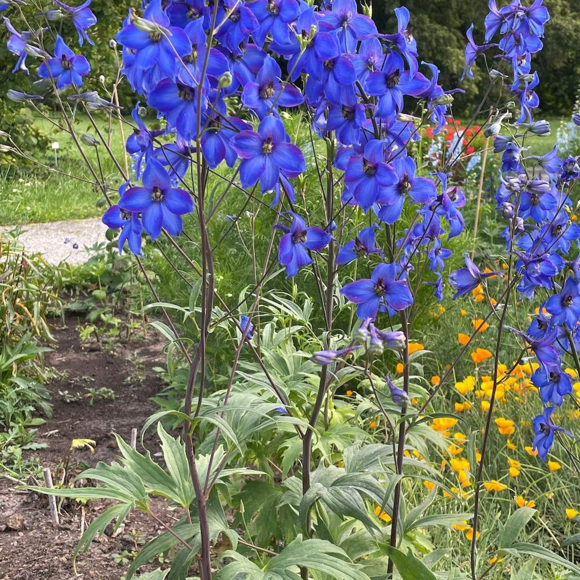 Hoher Rittersporn 'Finsteraarhorn' (Delphinium x elatum 'Finsteraarhorn')