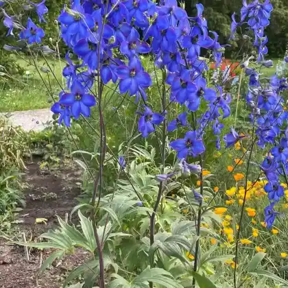 Foto von Hoher Rittersporn 'Finsteraarhorn' (Delphinium x elatum 'Finsteraarhorn')