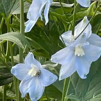 Foto von Hoher Rittersporn 'Gletscherwasser' (Delphinium x elatum 'Gletscherwasser')