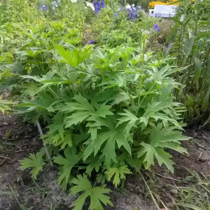 Foto von Hoher Rittersporn 'Ouvertüre' (Delphinium x elatum 'Ouvertüre')