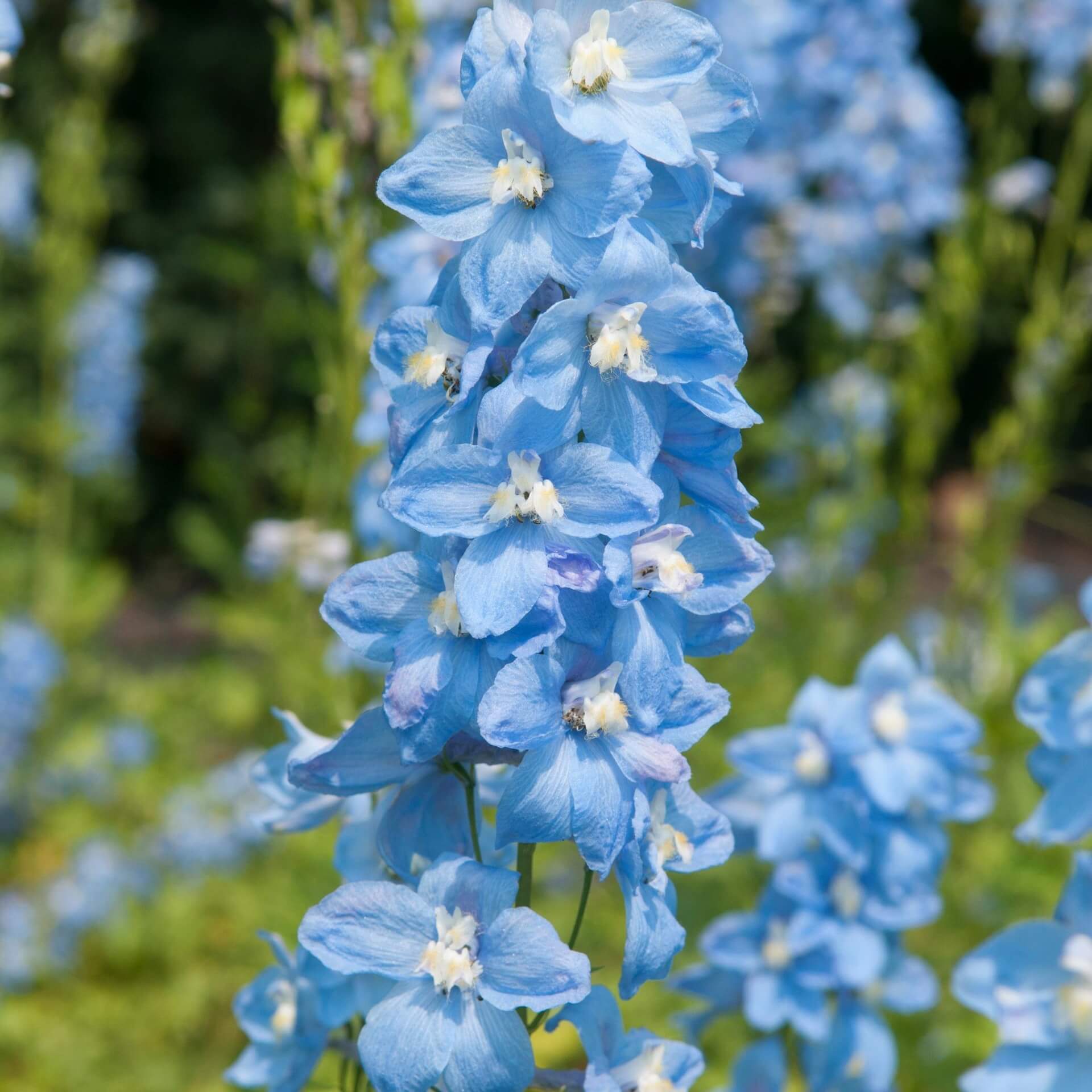 Hoher Rittersporn 'Sommerwind' (Delphinium x elatum 'Sommerwind')