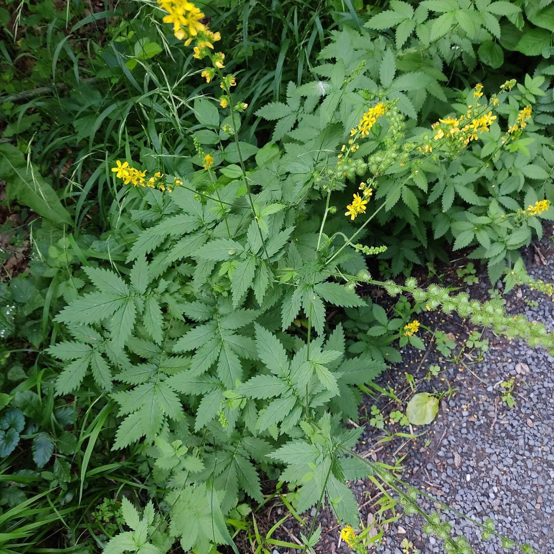 Großer Odermennig (Agrimonia procera)