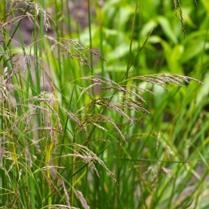 Deschampsia cespitosa