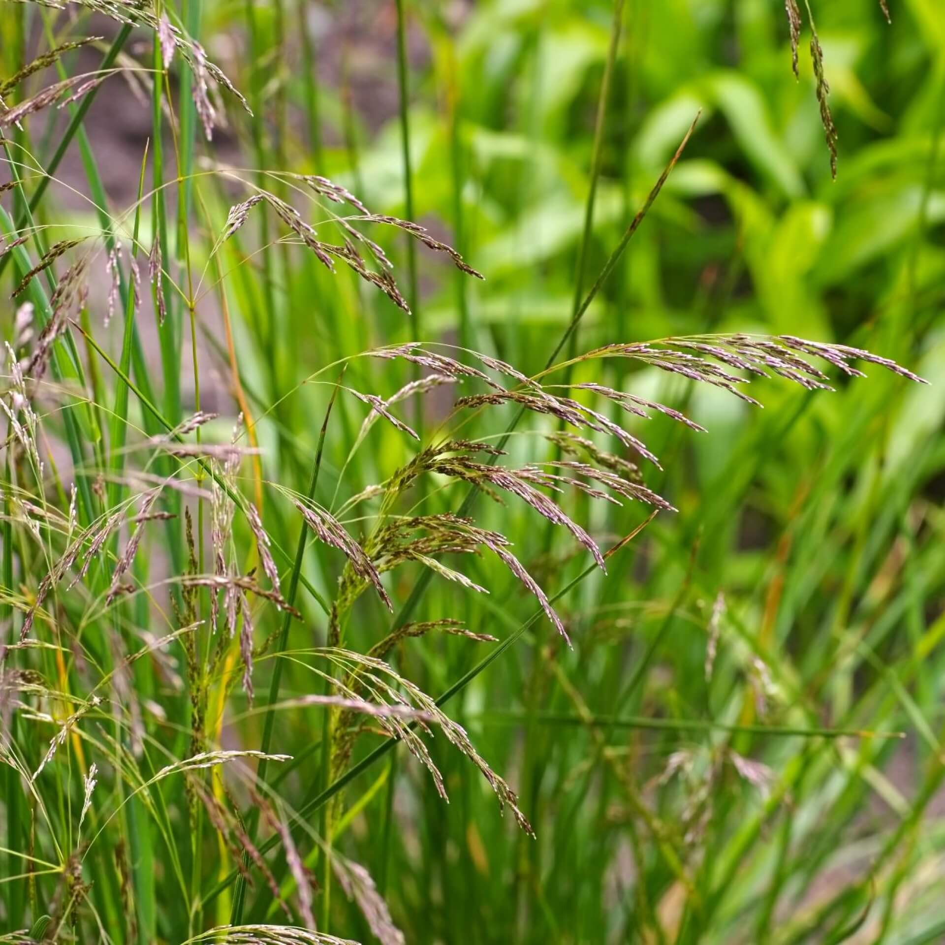 Rasen-Schmiele (Deschampsia cespitosa)