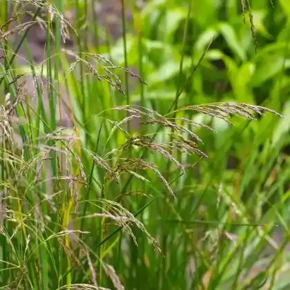 Foto von Rasen-Schmiele (Deschampsia cespitosa)