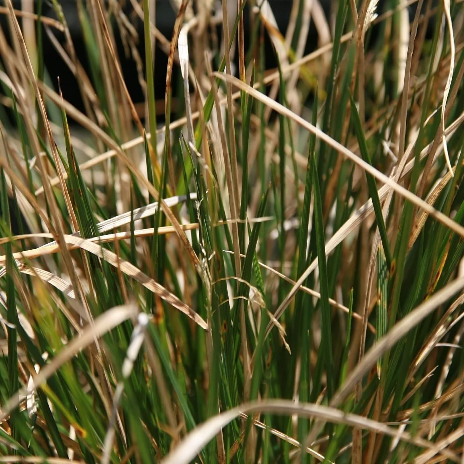 Rasen-Schmiele 'Bronzeschleier' (Deschampsia cespitosa 'Bronzeschleier')