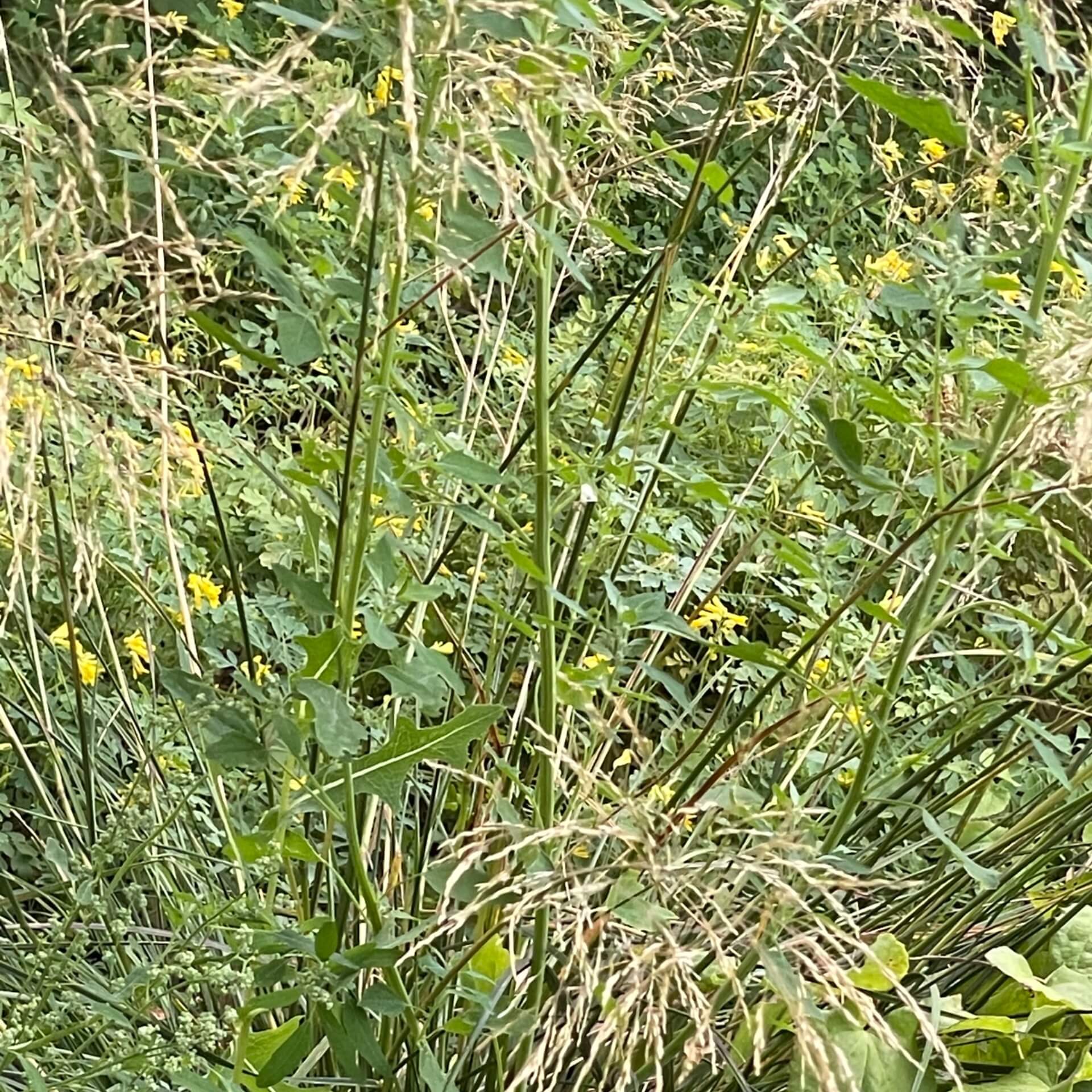 Rasen-Schmiele 'Goldschleier' (Deschampsia cespitosa 'Goldschleier')