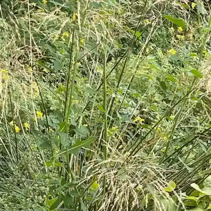 Foto von Rasen-Schmiele 'Goldschleier' (Deschampsia cespitosa 'Goldschleier')
