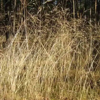 Foto von Draht-Schmiele (Deschampsia flexuosa)