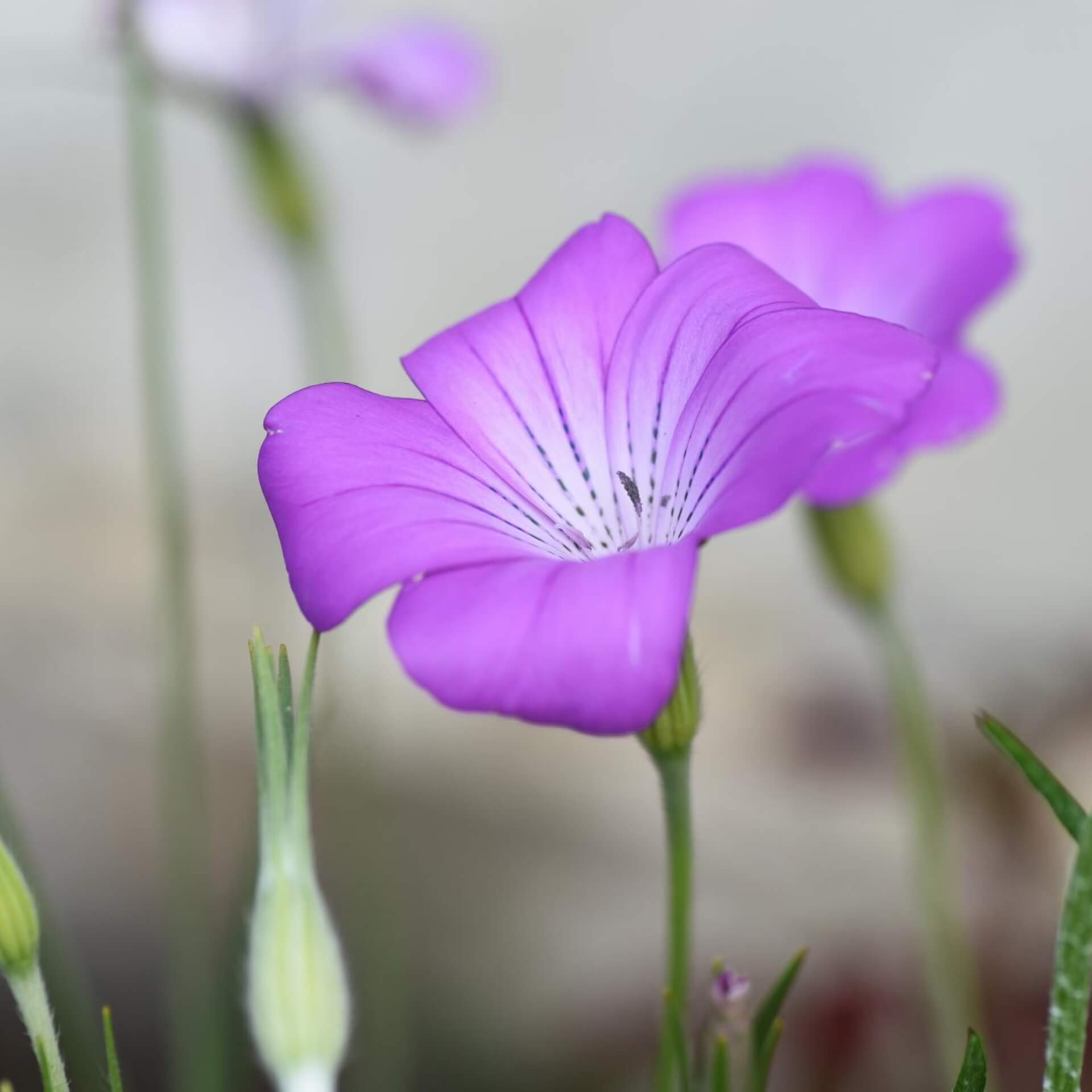 Gewöhnliche Kornrade (Agrostemma githago)