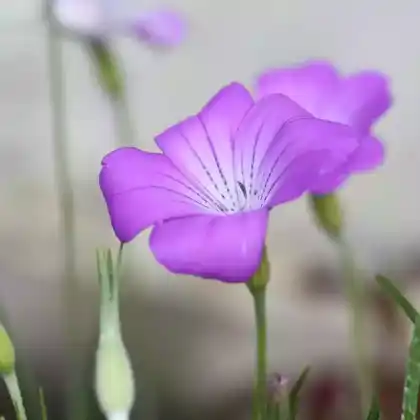 Foto von Gewöhnliche Kornrade (Agrostemma githago)