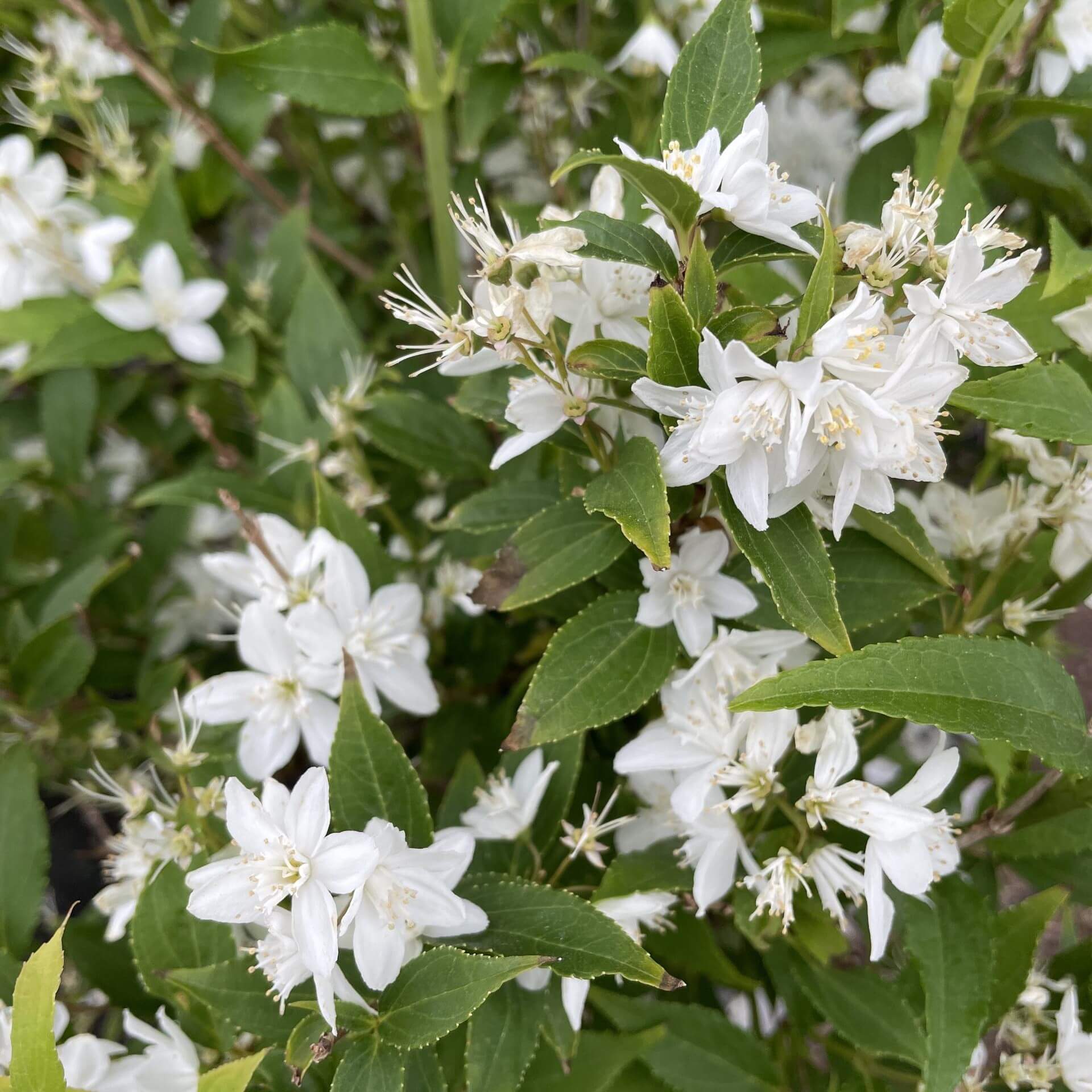 Zierliche Deutzie (Deutzia gracilis)