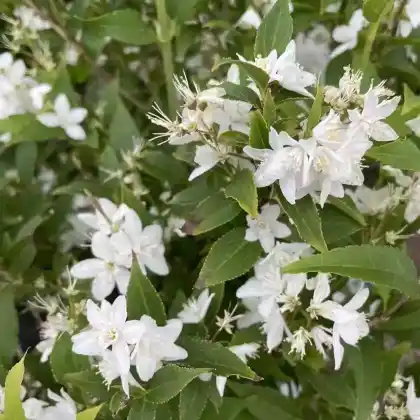 Foto von Zierliche Deutzie (Deutzia gracilis)