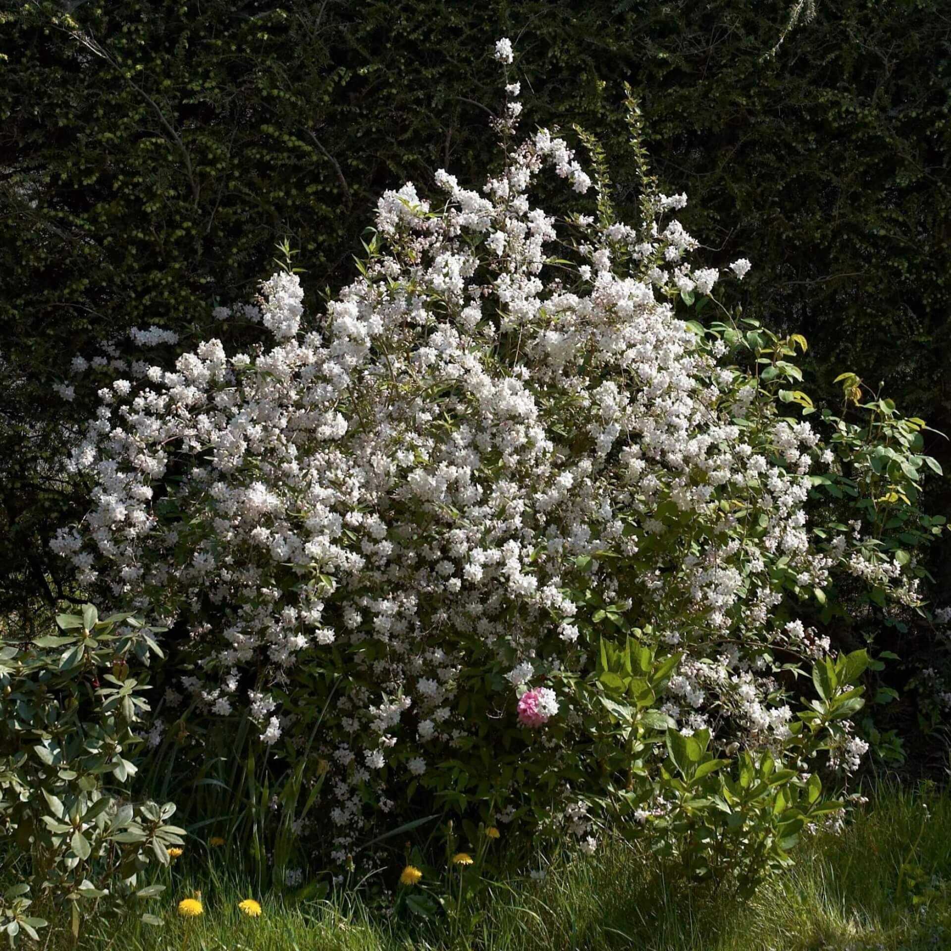 Zierliche Deutzie (Deutzia gracilis)