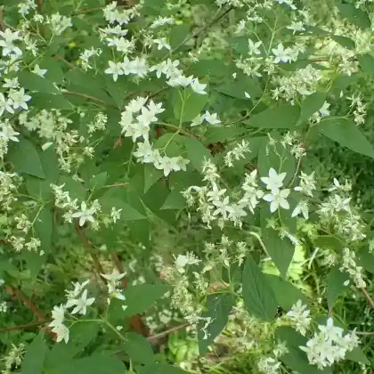 Foto von Langblättrige Deutzie (Deutzia longifolia)