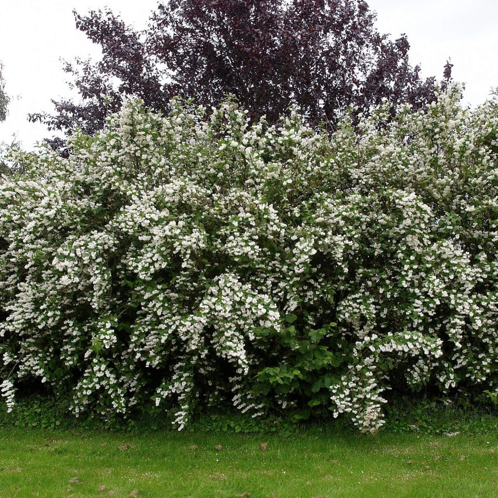 Raublättrige Deutzie (Deutzia scabra)