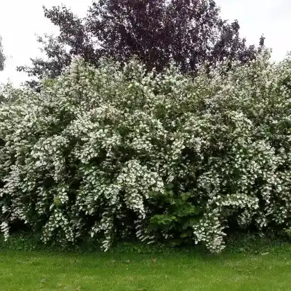 Foto von Raublättrige Deutzie (Deutzia scabra)