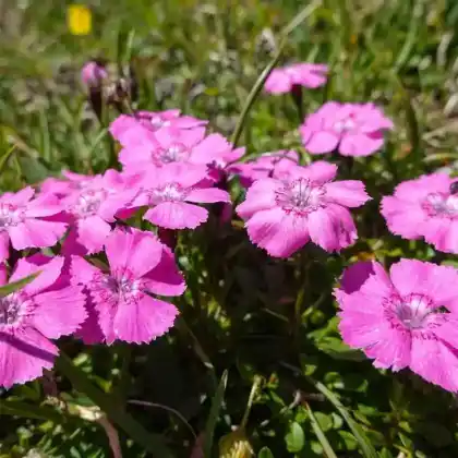 Foto von Alpen-Nelke (Dianthus alpinus)