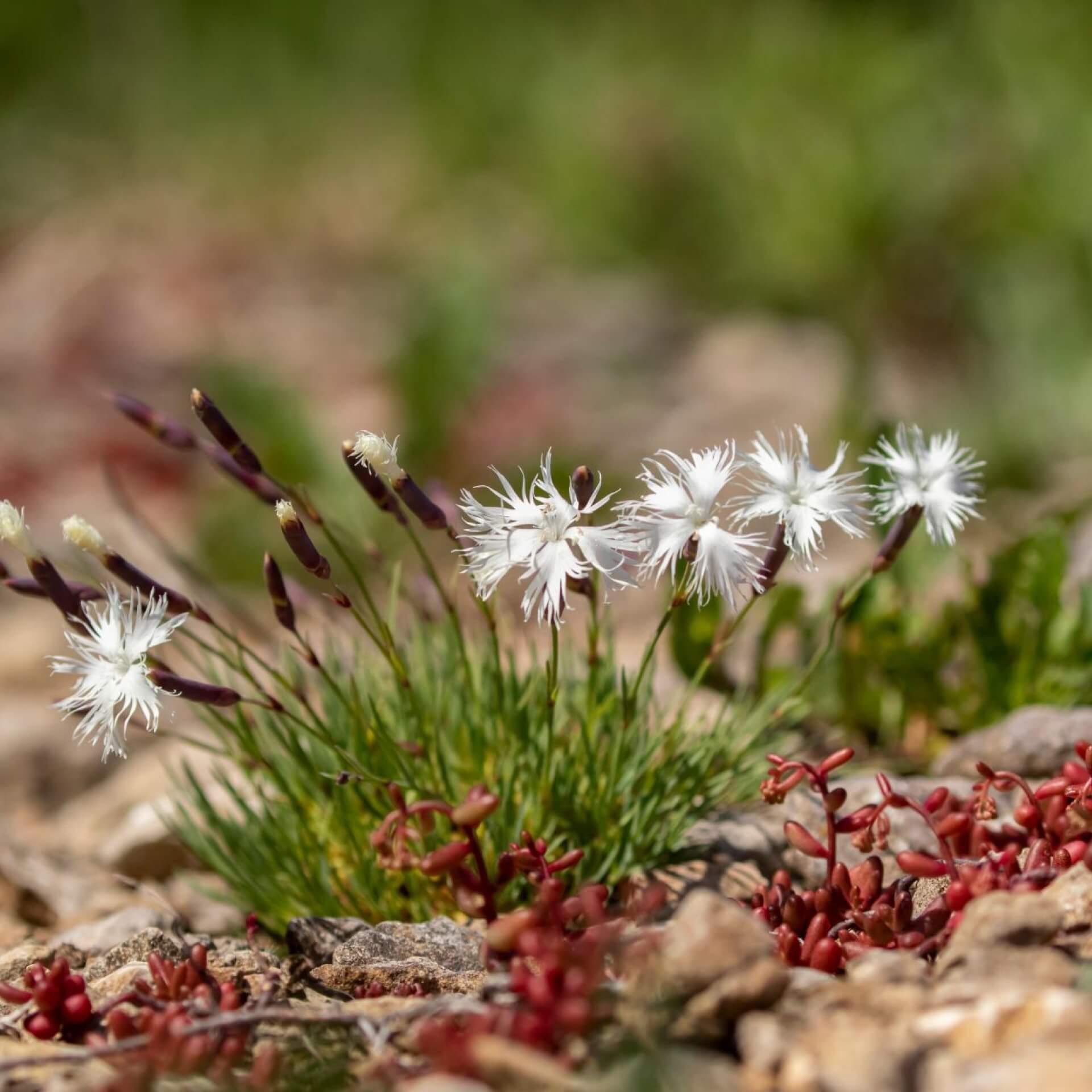 Sand-Nelke (Dianthus arenarius)