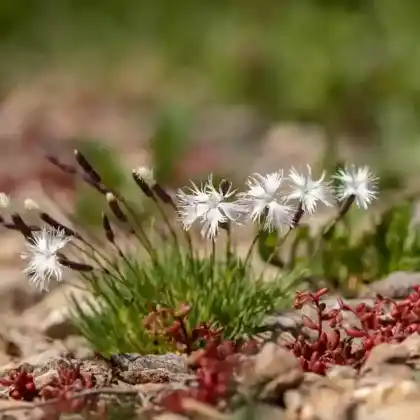 Foto von Sand-Nelke (Dianthus arenarius)