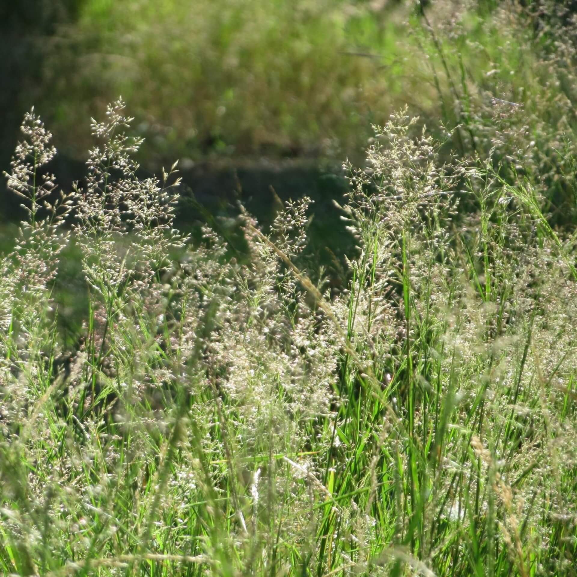 Rotes Straußgras (Agrostis capillaris)