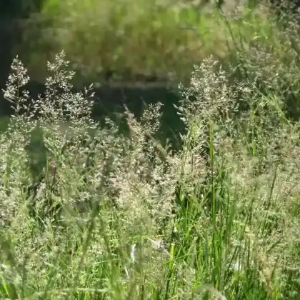 Foto von Rotes Straußgras (Agrostis capillaris)