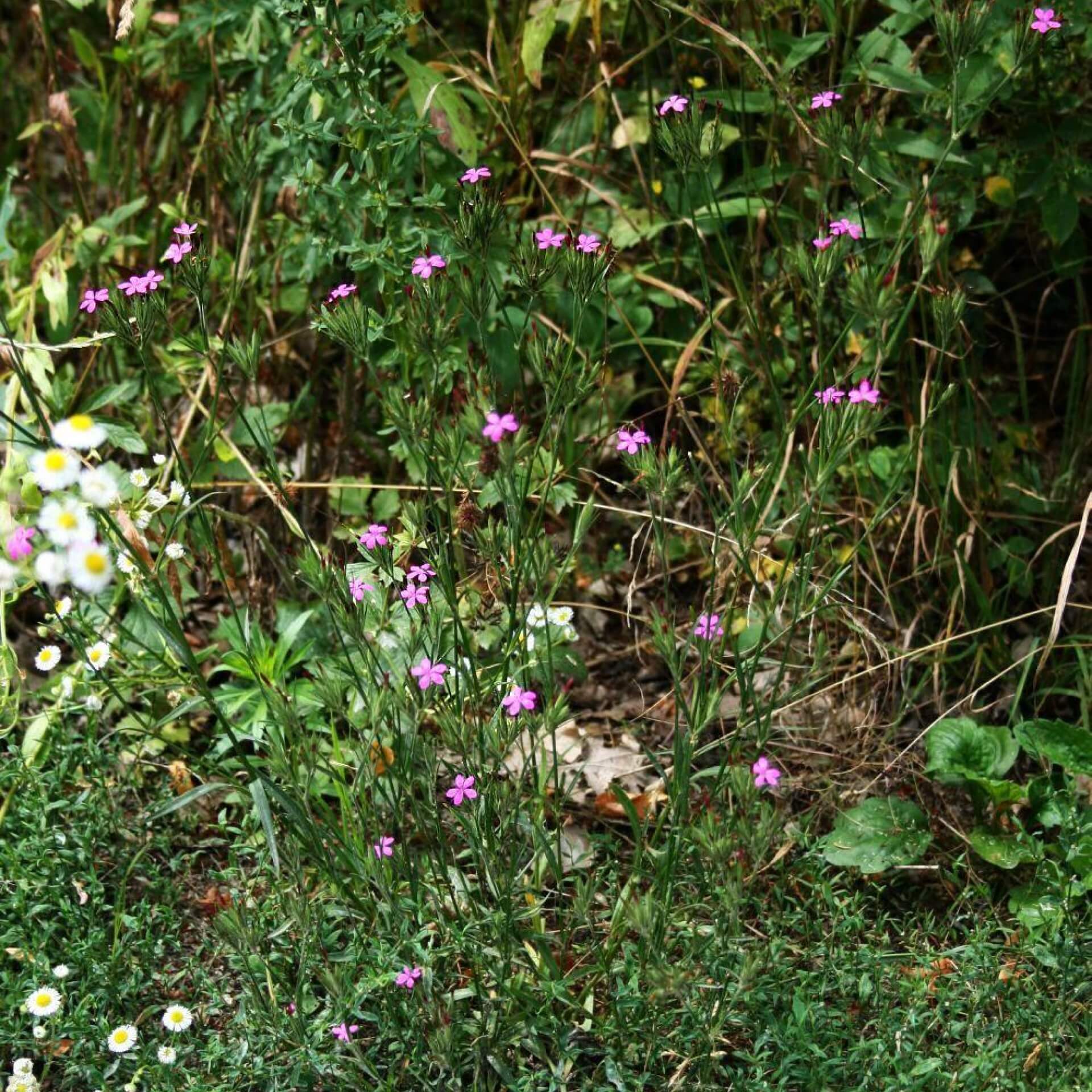 Raue Nelke (Dianthus armeria)