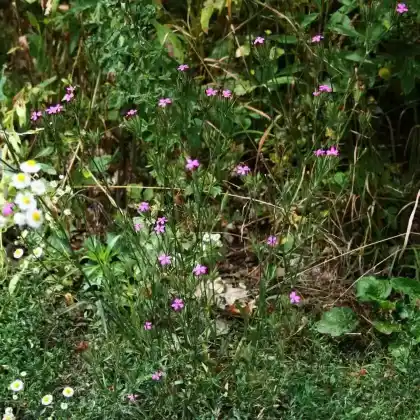 Foto von Raue Nelke (Dianthus armeria)