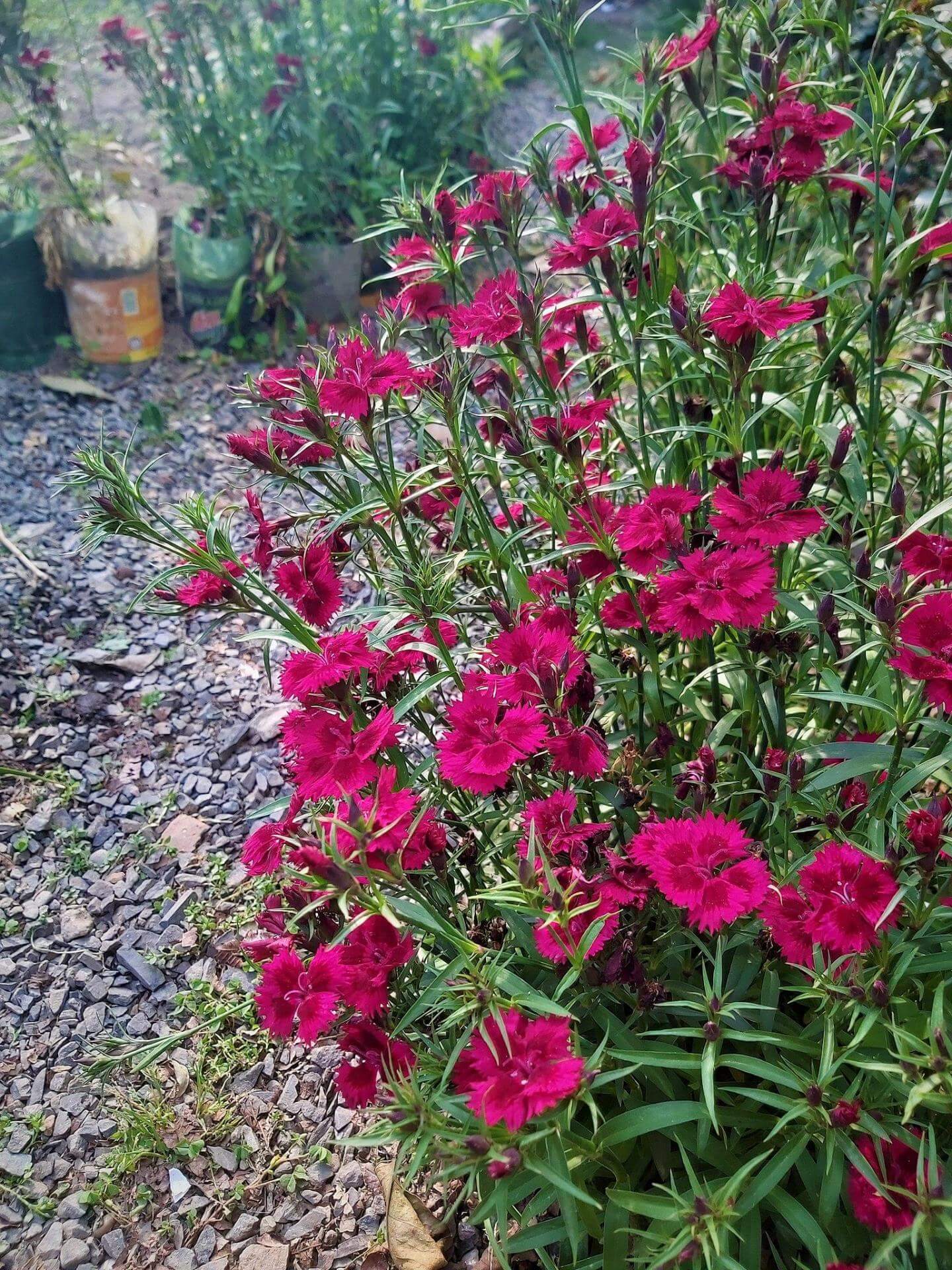 BartNelke / Dianthus barbatus