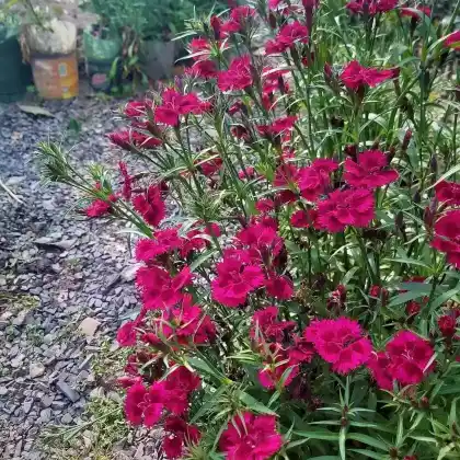 Foto von Bart-Nelke (Dianthus barbatus)