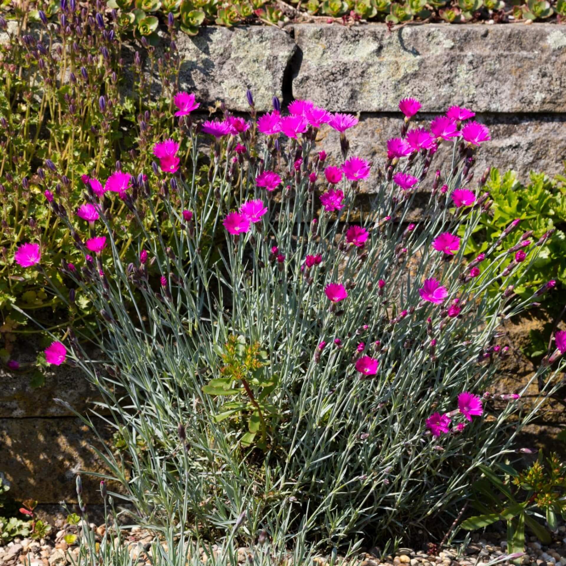 Kartäuser-Nelke (Dianthus carthusianorum)
