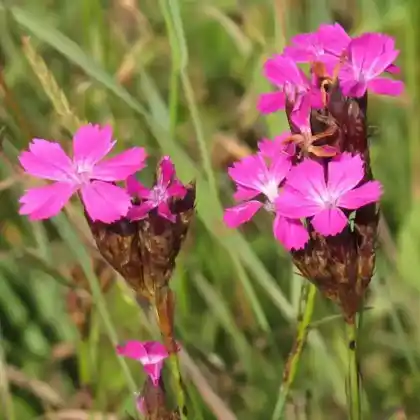 Foto von Kartäuser-Nelke (Dianthus carthusianorum)