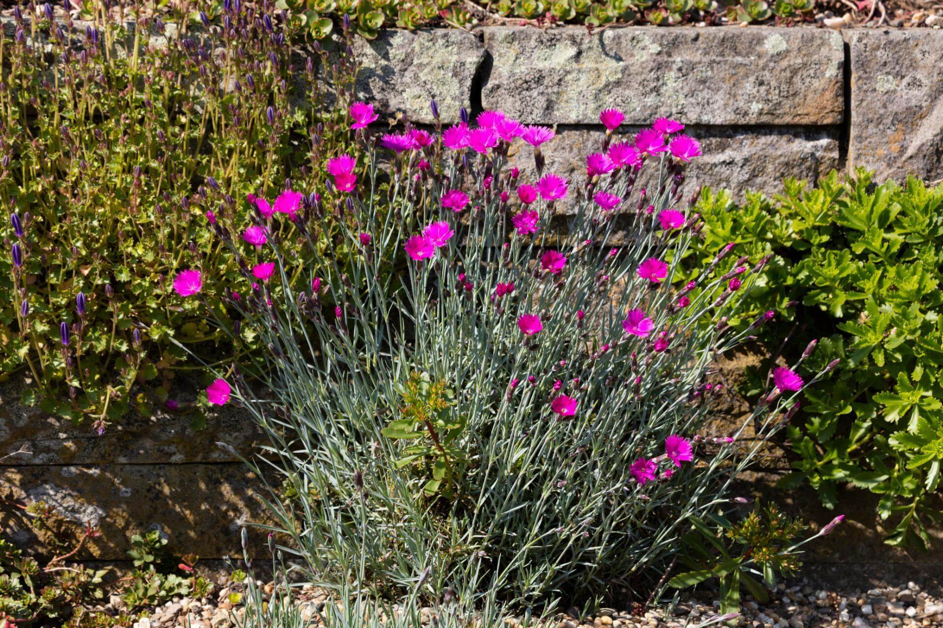 KarthäuserNelke Expertenwissen für Garten & Balkon