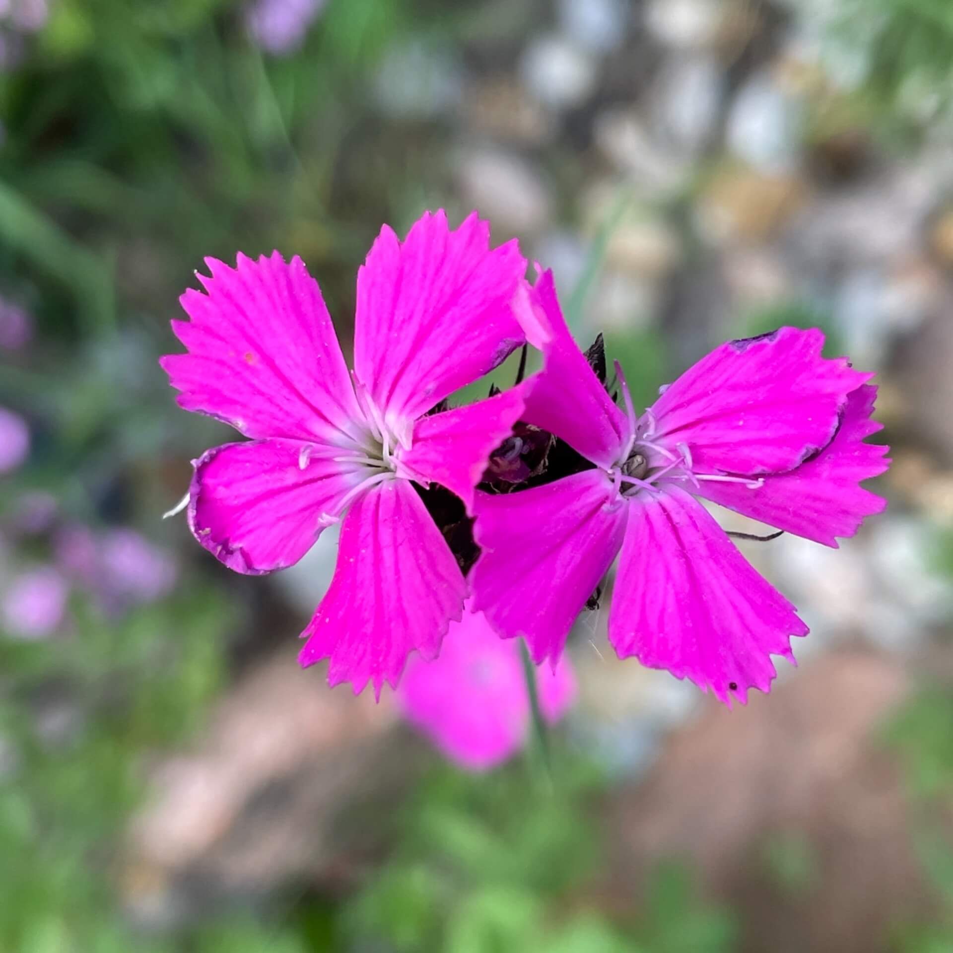 KarthäuserNelke Expertenwissen für Garten & Balkon