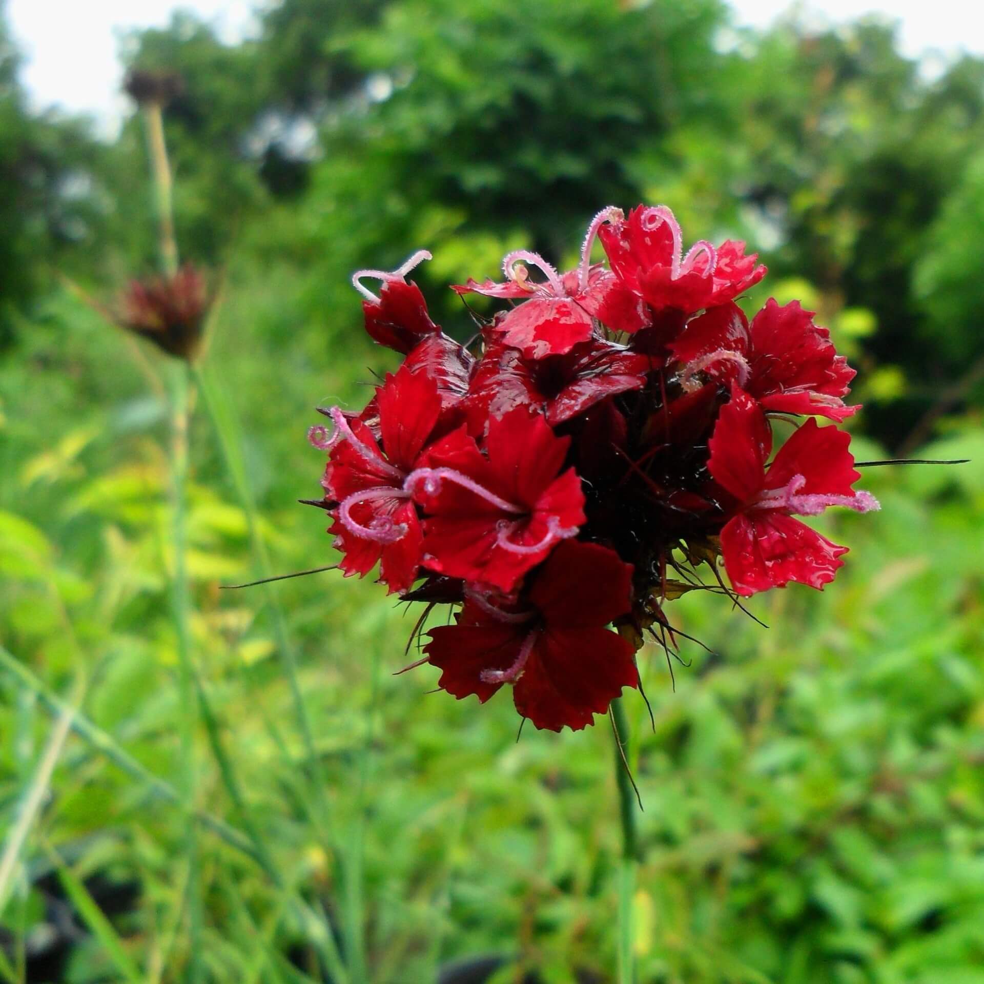 Blutnelke (Dianthus cruentus)