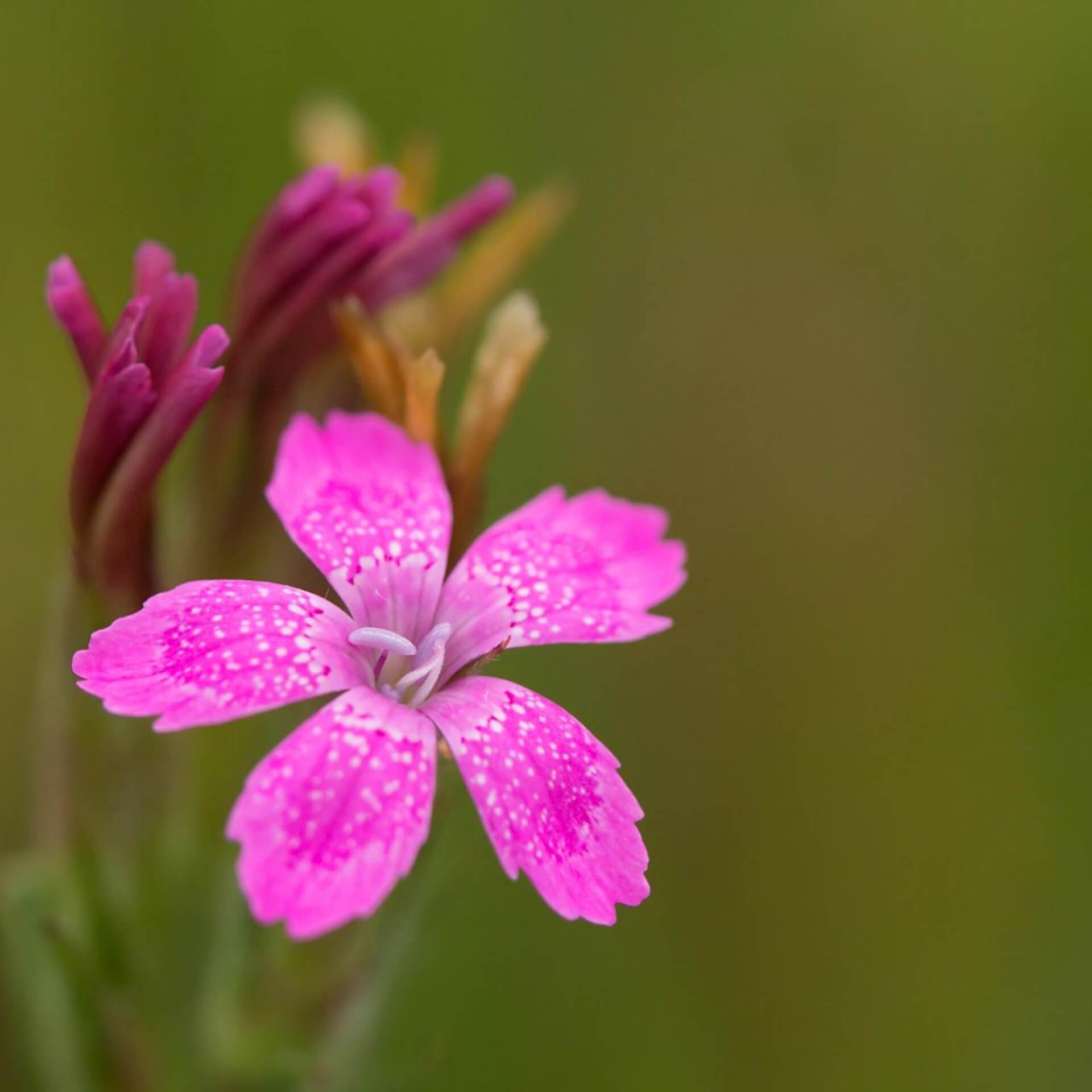 Heide-Nelke (Dianthus deltoides)