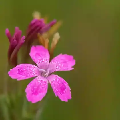 Foto von Heide-Nelke (Dianthus deltoides)